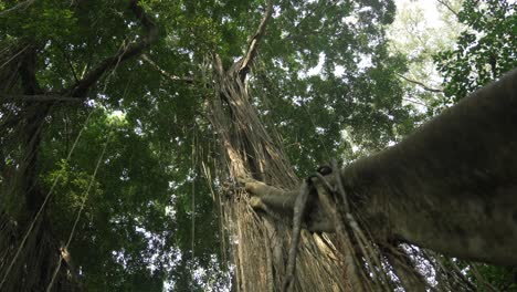 tropical jungle forest liana tree nature bali indonesia canopy covered skyline