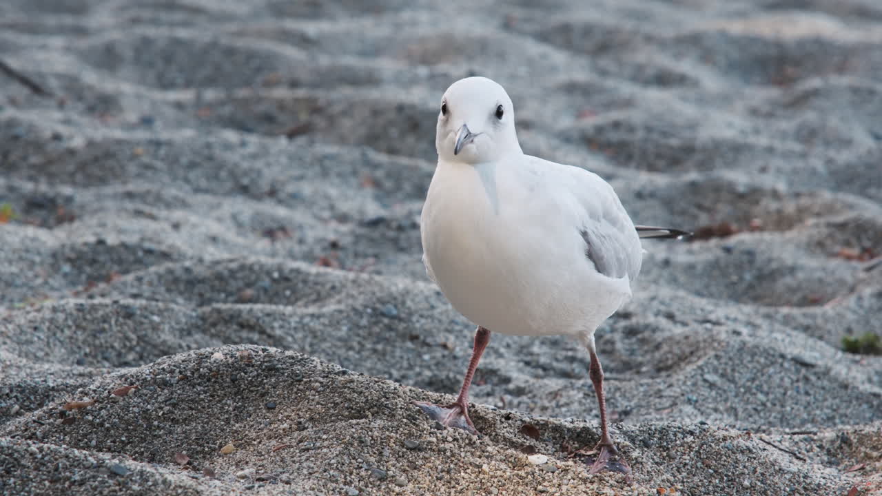 뉴질랜드의 고유종인 검은 의 갈매기 (black-billed gull) 가 모래 위에 앉아 주변을 주의 깊게 조사하고 있습니다.