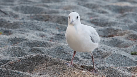 Una-Gaviota-De-Pico-Negro,-Endémica-De-Nueva-Zelanda,-Posada-Sobre-La-Arena,-Examinando-Atentamente-Sus-Alrededores