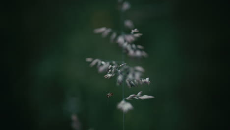 Spider hanging from grass in meadow, selective focus