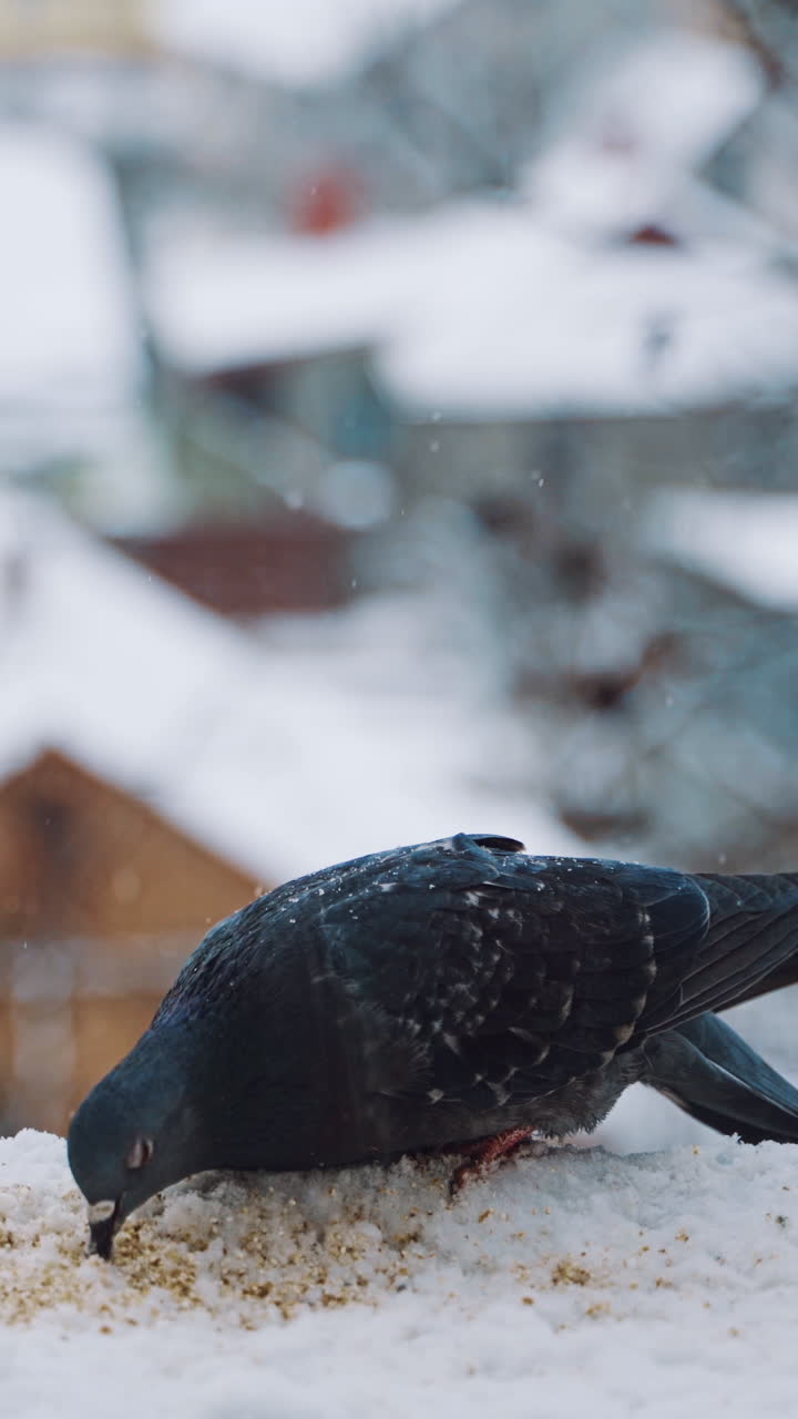 Two nice pigeons are on the roof of the house in winter. Hungry dove bird is eating bread crumbs on the snow and another pigeon flies away. Vertical video