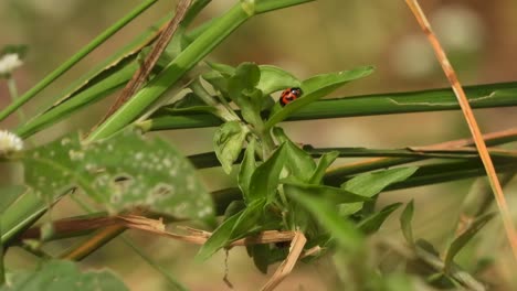 ladybug mating - walking