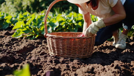a person harvesting rhubarb in a sunny garden