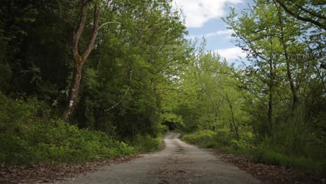 winding asphalt road surrounded by lush green forest trees on both sides under a bright blue sky with soft clouds.