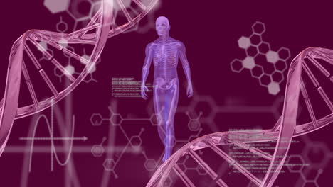 animación de fórmulas químicas y procesamiento de datos sobre la cadena de adn y movimiento del cuerpo humano