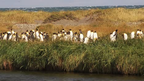 Family-of-Penguins-Standing-in-the-Field-Near-the-Sea-and-Lake-of-Patagonian-Landscape,-Magellanic-South-American-Penguin