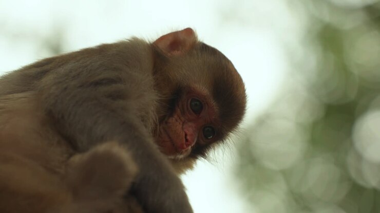 Soft Focus Portrait of a Young Macaque with Emotional Expression