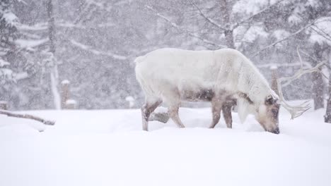 An-adult-Woodland-Caribou-walks-through-the-forest-during-a-heavy-snowfall-with-slow-falling-snow