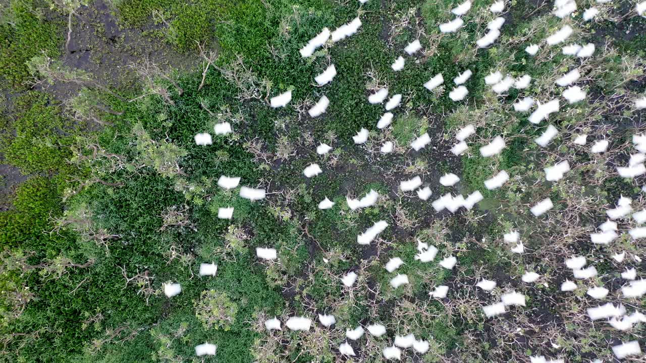 vista de drones de bandadas de garzas en dormitorios, pájaros, animales salvajes
