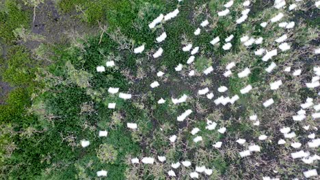 vista de drones de bandadas de garzas en dormitorios, pájaros, animales salvajes