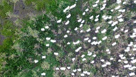 drone view of flocks of herons in dormitory, birds, wild animals