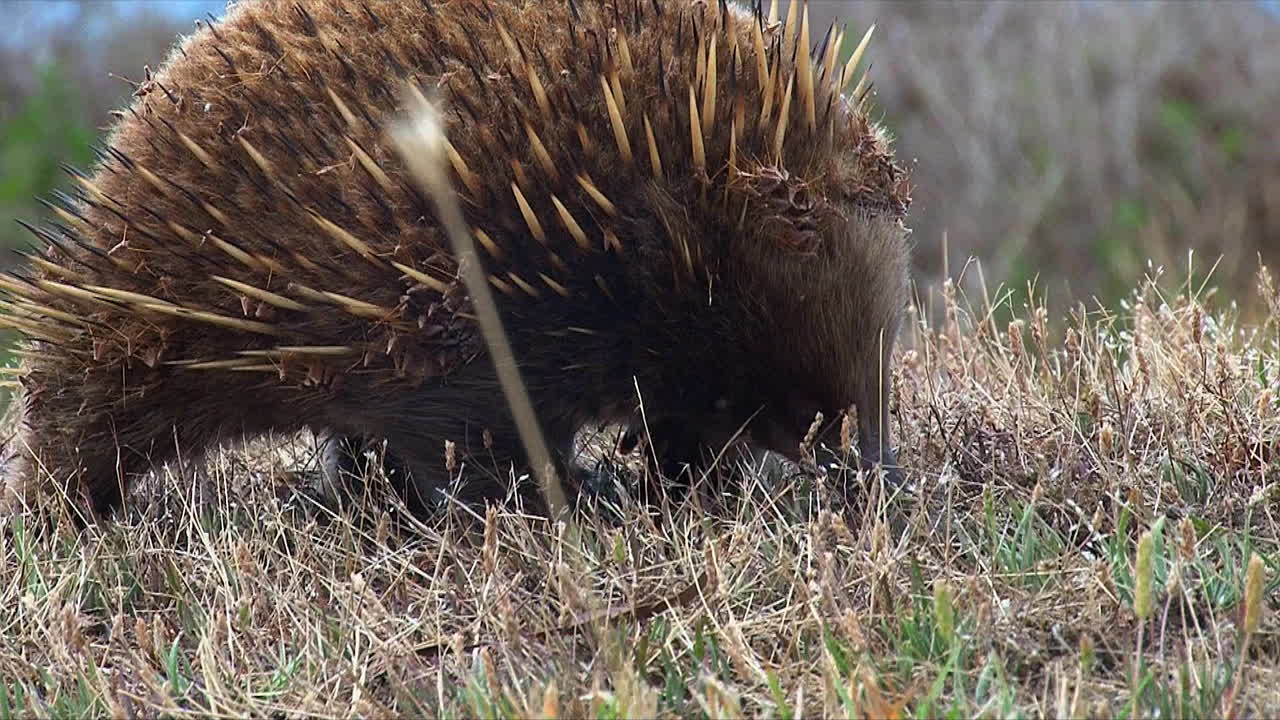 cerca de un oso hormiguero australiano forrajeando en la hierba 2