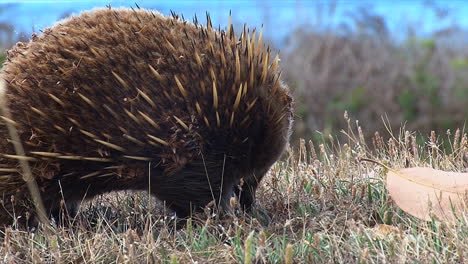 Close-up-of-an-Australian-anteater-foraging-in-the-grass-2