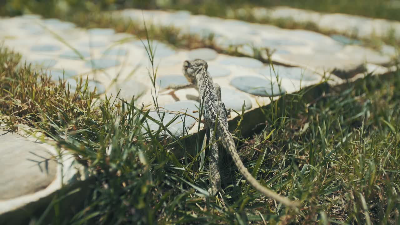 풀밭을 걷고 있는 카멜레온의 클로즈업 샷