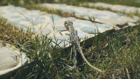 close-up shot of a chameleon walking in the grass