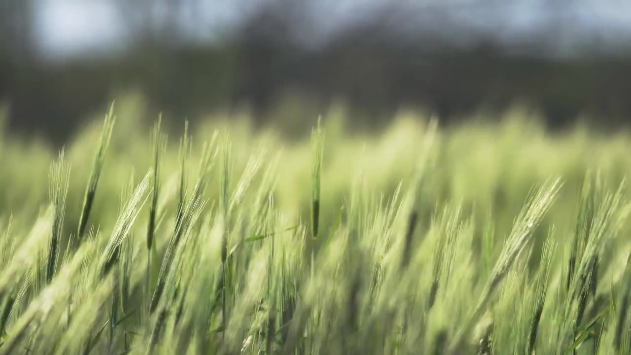 Campo di grano verde che ondeggia nella brezza leggera