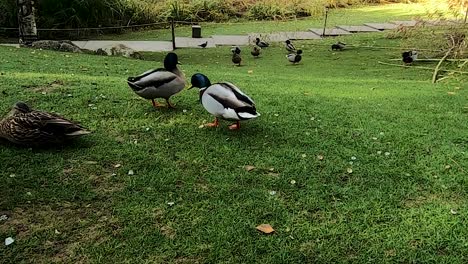 Patos-Saliendo-En-El-Jardín-Gulbenkian-En-Lisboa,-Portugal