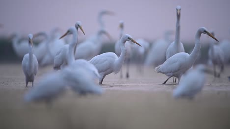 bandada de grandes garcetas en la mañana brumosa