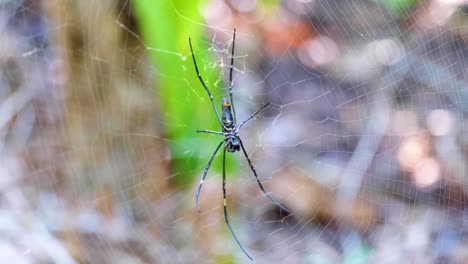 close up of large spider on a web in the rainforest on a remote tropical island in raja ampat, west papua, indonesia