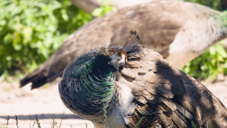 primer plano de pavo real común recogiendo sus plumas, otro pasa