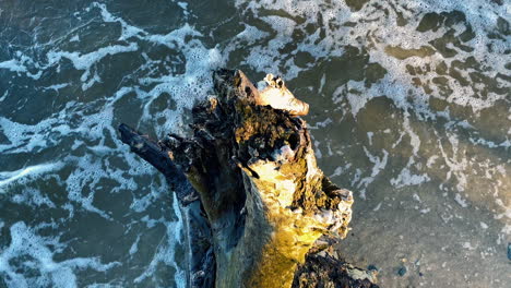 Old-Tree-Trunk-Washed-Ashore-At-The-Beach---high-angle,-close-up