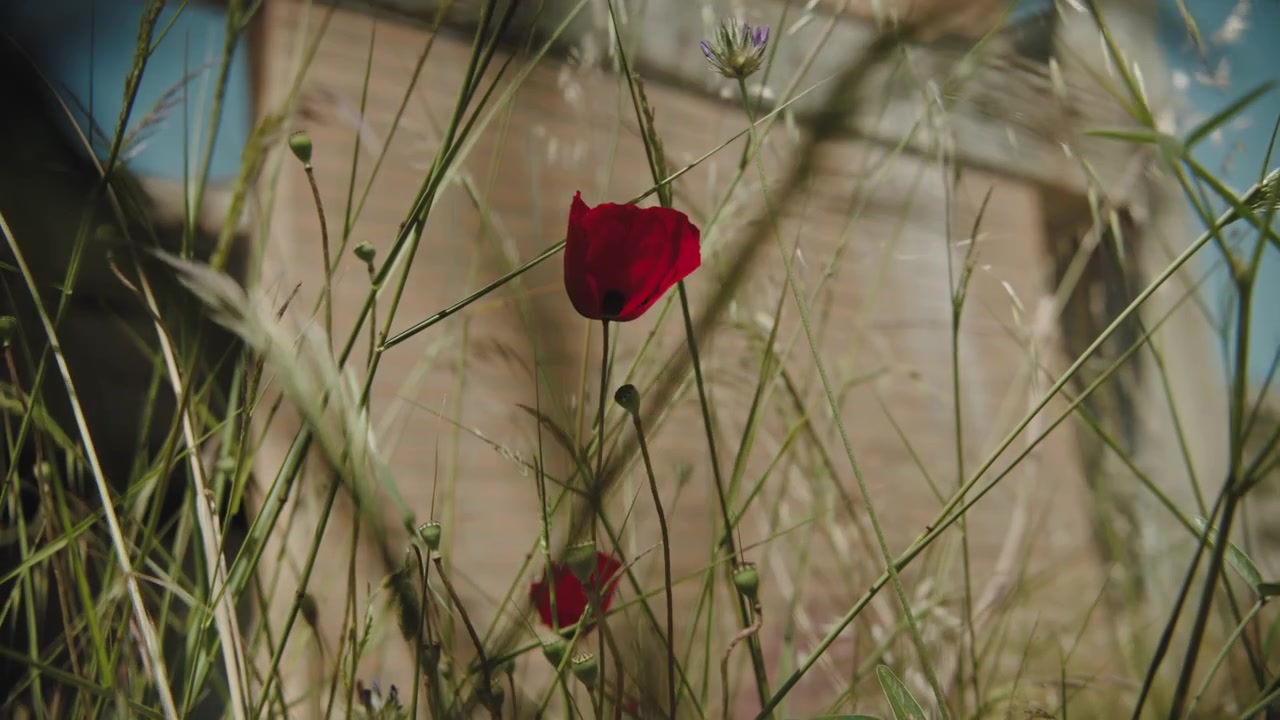 Papavero rosso in erba alta urbana