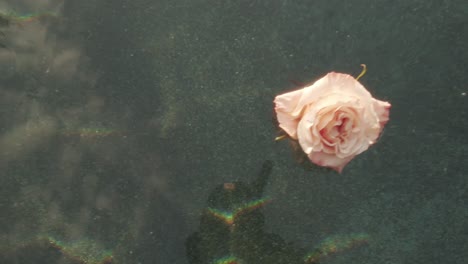 beautiful light pink rose floating on water