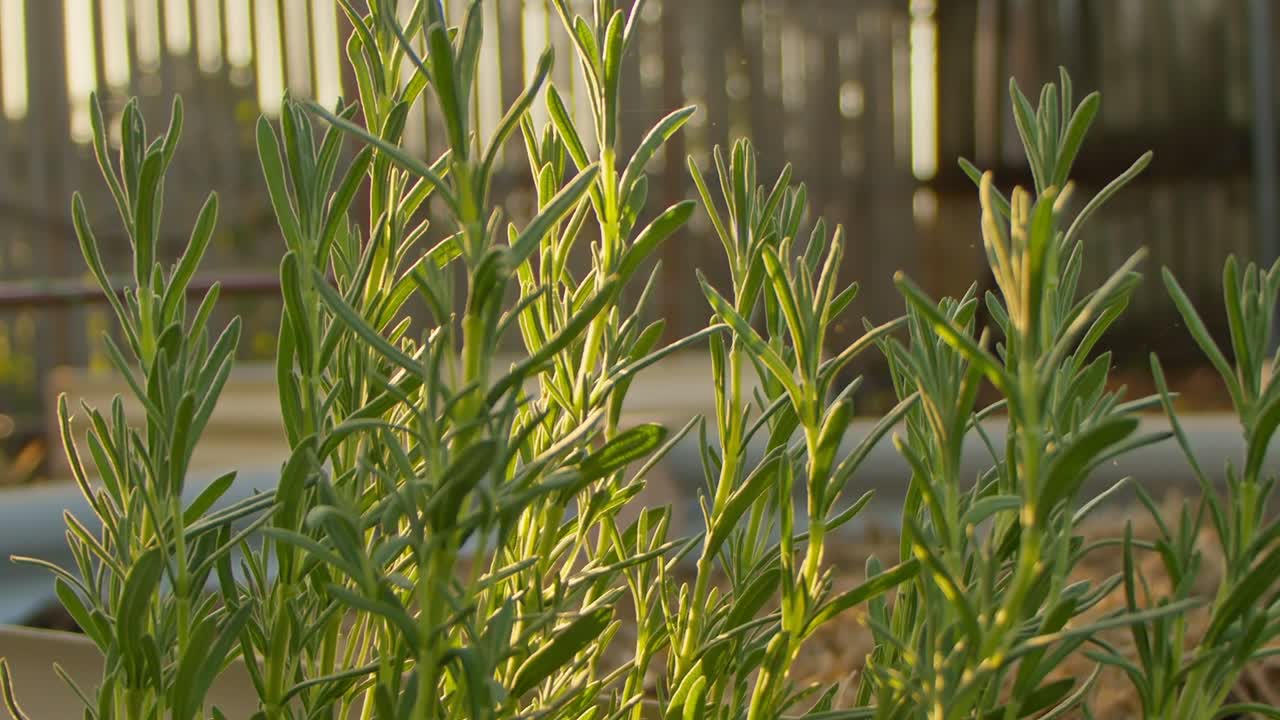 Pan left, A Lavender plant with the sun shining through the tops of its leaves