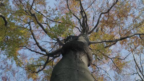 Tree-Branches-in-Fall-on-a-Large-Tree