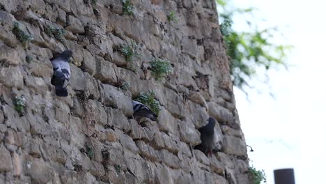 pigeons interacting on a stone wall