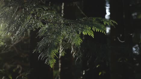 Orbiting-Shot-Of-Sunlit-Red-Cedar-Tree-4K