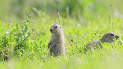 Das-Kaukasische-Berghörnchen-Oder-Elbrus-Ziesel-(Spermophilus-Musicus)-Ist-Ein-Nagetier-Aus-Der-Gattung-Der-Ziesel.