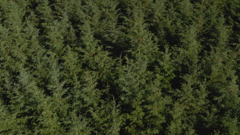 low slow aerial slider shot over dense coniferous tree plantation