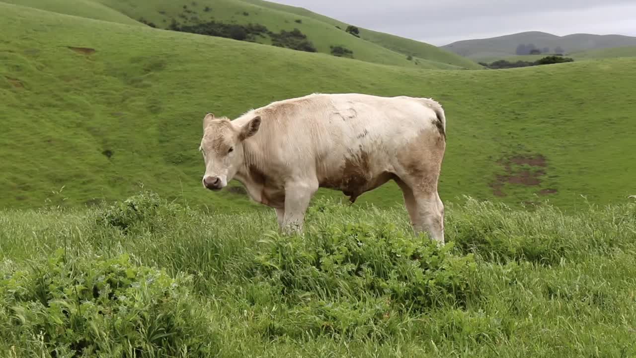 Una mucca che si sgranchisce le zampe e mi guarda come se stesse per attaccare mentre facevo un'escursione