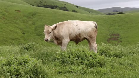 cow stretching it's legs and looking at me like it's going to attack while i was hiking