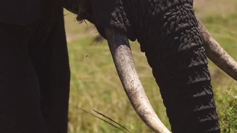 close up of elephant tusks and trunk, ivory conservation to protect african wildlife in maasai mara national reserve, kenya, africa safari animals in masai mara north conservancy