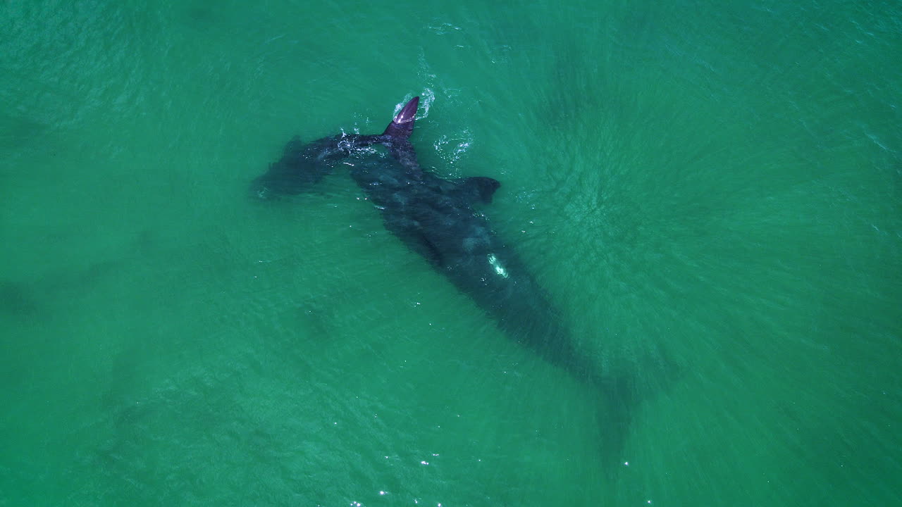 남방긴수염고래의 놀라운 공중 영상