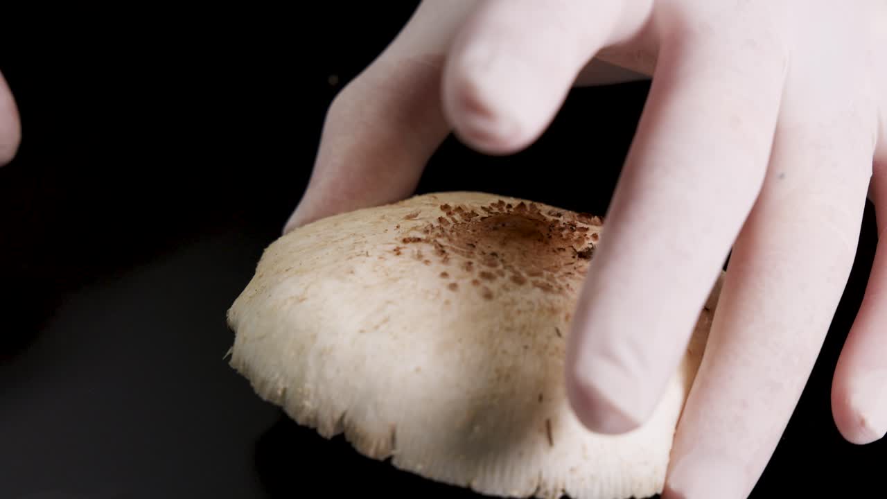 Hands carefully inspect a mushroom's parts in a laboratory setting. Close-up shots highlight the gills and cap under bright lighting