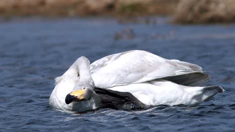 cisnes cantores durante la migración de primavera descansando en un charco de prado inundado de hierba seca