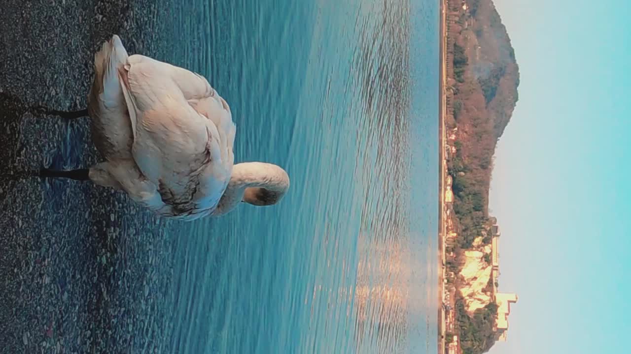 Beautiful graceful white swan enters in water of Lake Maggiore in Italy