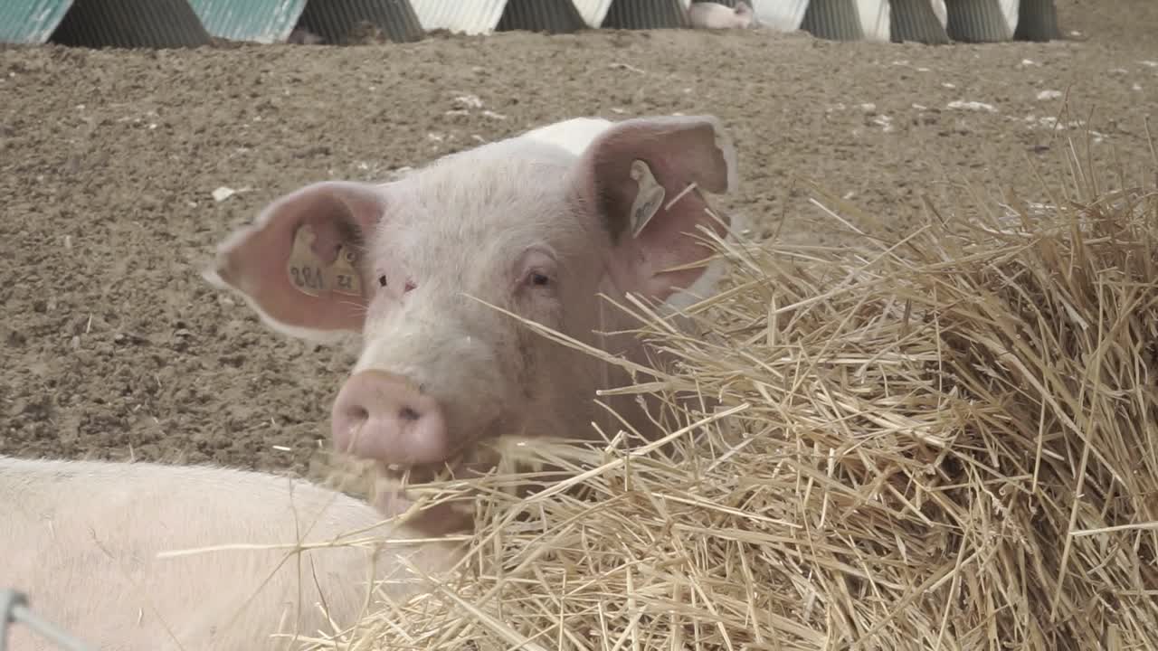 Pig eating hay in a farm montage