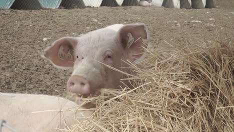pig eating hay in a farm montage