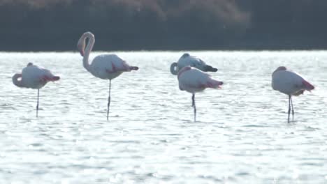 flamencos delta 33
