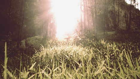 sunbeams shining through a foggy forest