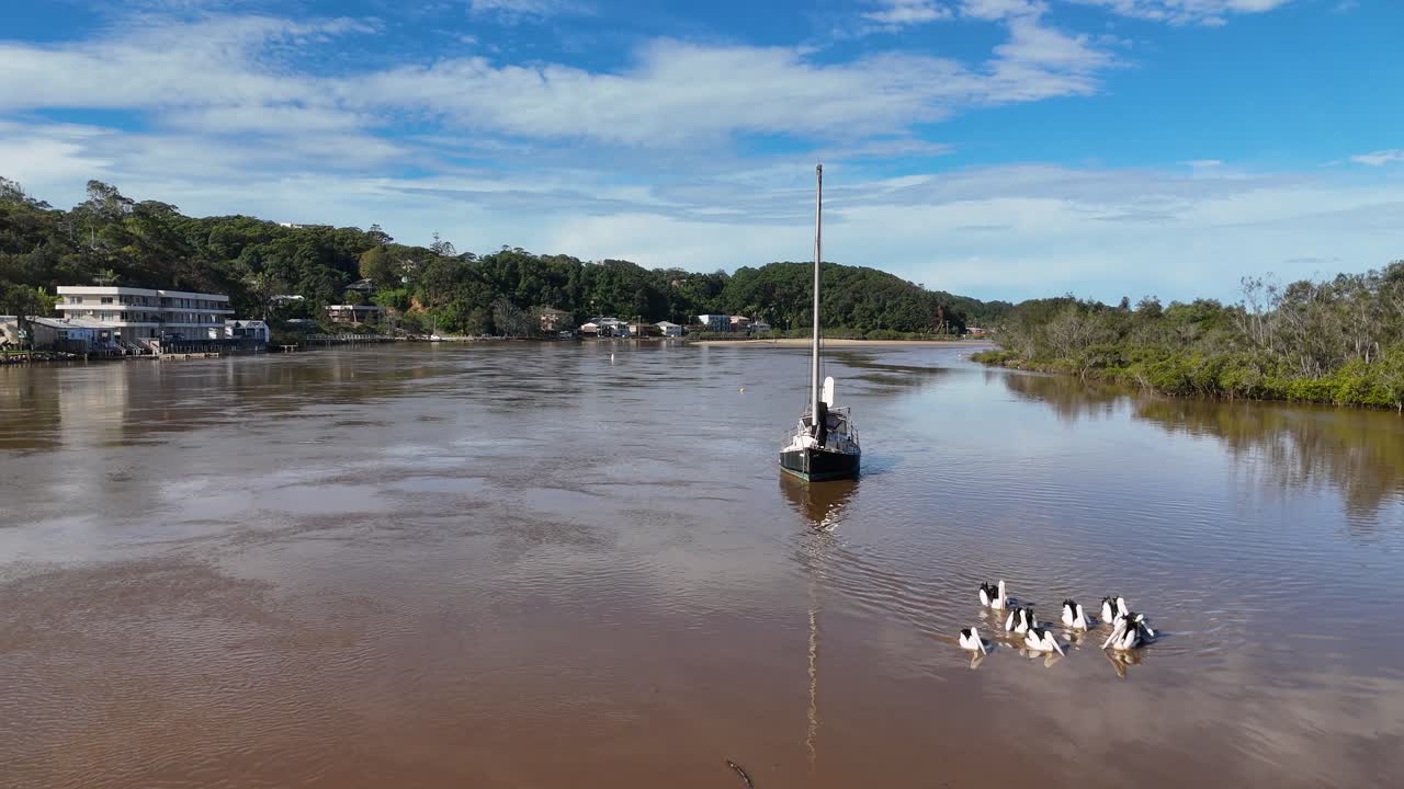 A group of Australian pelicans swims around a moored sailboat on a calm river under bright daylight, captured with a steady aerial camera