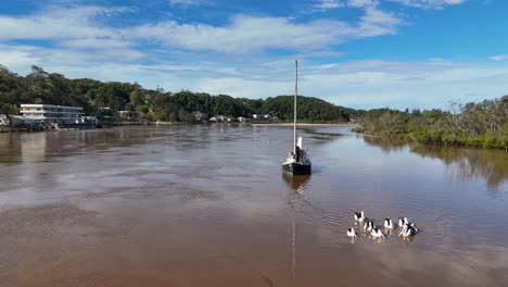 a group of australian pelicans swims around a moored sailboat on a calm river under bright daylight, captured with a steady aerial camera
