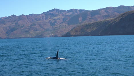 huge orca killer whale swimming in the pacific ocean near the channel islands santa barbara california 1