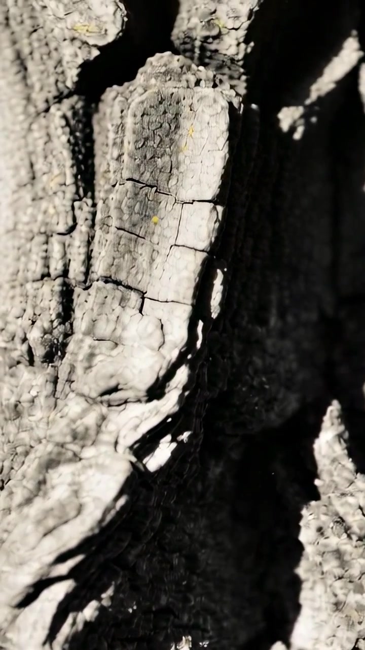 Video verticale: Riposizionamento della telecamera che rivela un tronco d'albero stretto nel bosco, evidenziando una fessura nella corteccia