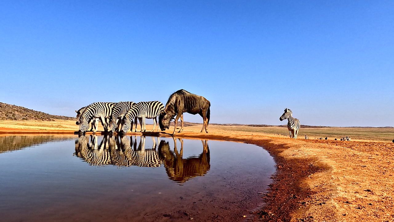 Single wildebeest joins zebras to drink from waterhole with perfect reflections