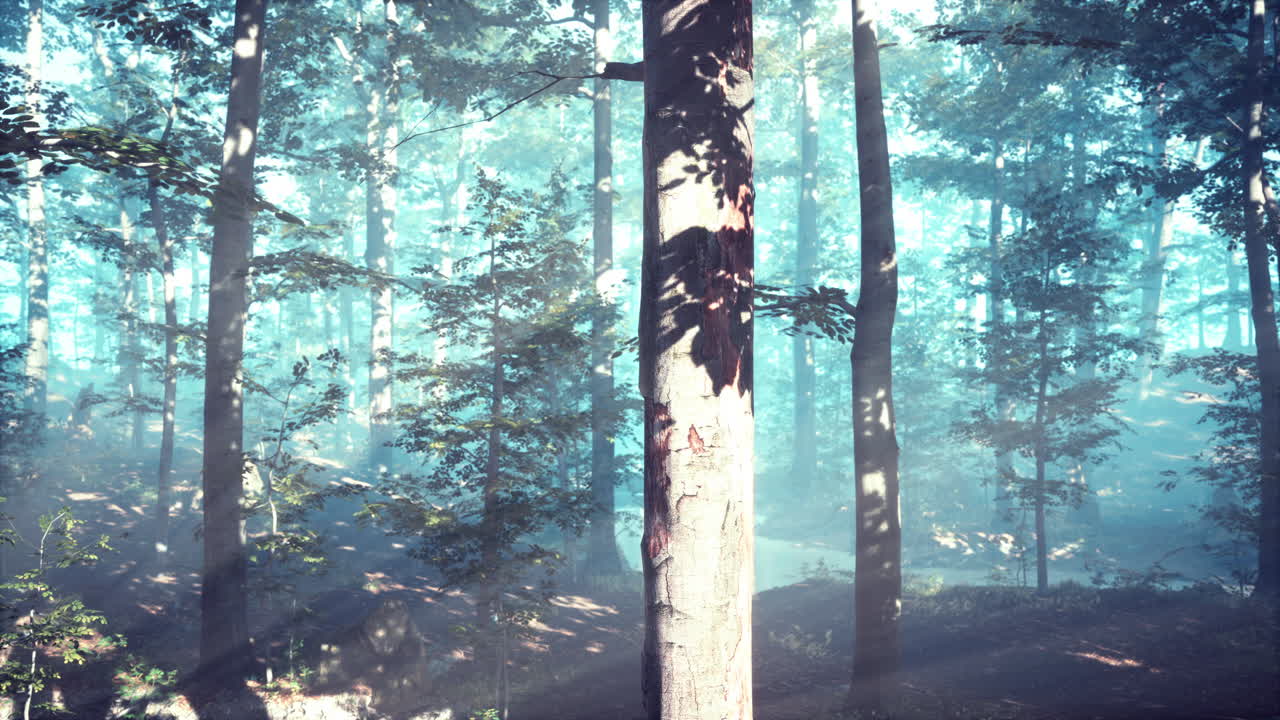 떠오르는 태양은 안개가 많은 여름 아침에 낙 ⁇  숲에 떨어집니다.